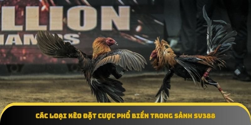Đa dạng kèo cược, dễ thắng dễ chơi ở sảnh SV388