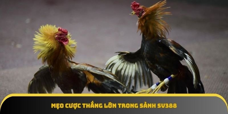 Bí kíp cược thủ nâng cao tỷ lệ thắng