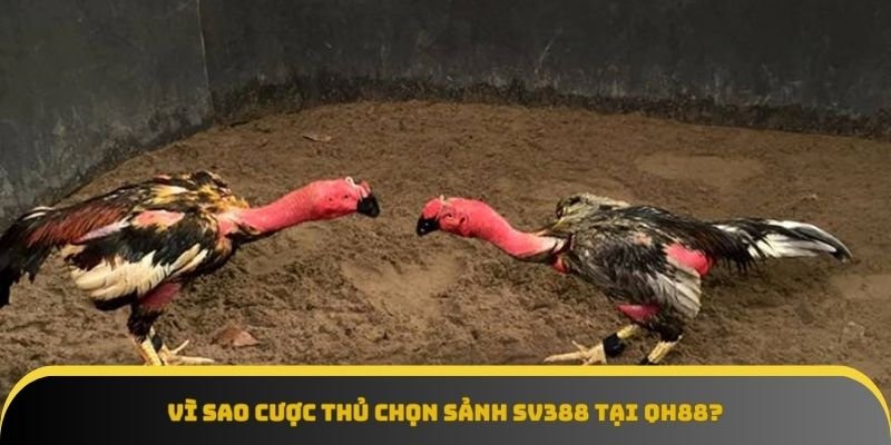 Lý do cược thủ tin chọn sảnh SV388