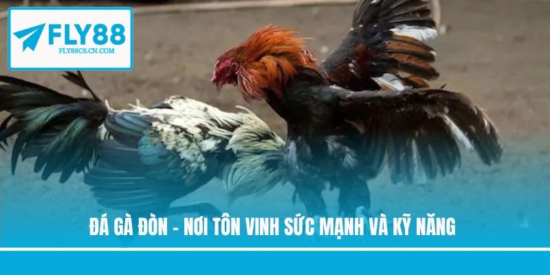 Đá gà đòn - Nơi tôn vinh sức mạnh và kỹ năng Đá gà đòn - Nơi tôn vinh sức mạnh và kỹ năng