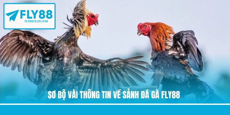 Sơ bộ vài thông tin về sảnh đá gà Fly88 Sơ bộ vài thông tin về sảnh đá gà Fly88